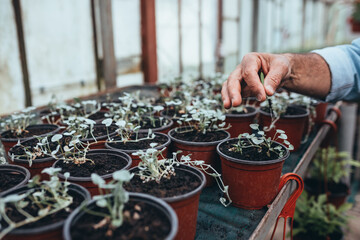 middle aged gardener working in his green house nursery