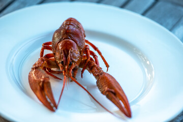 crayfish on a plate, nacka , stockholm, sweden