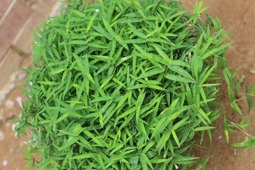 fresh herbs on a wooden background
