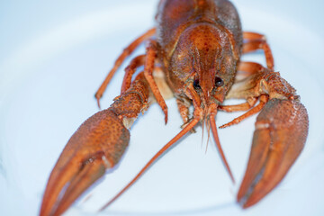 red crayfish on a white background, nacka , stockholm, sweden