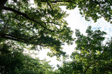 tree in the forest