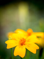 Closeup of a yellow orange Marigold flower