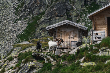 Goats in the monutains
