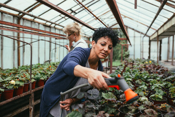 woman gardener working in his green house nursery