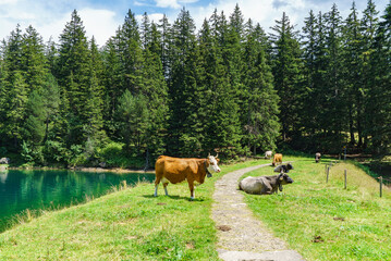 des vaches laitières sont couchées au soleil sur le gazon en liberté sans barrières sur le chemin des promeneurs près d'un lac de montagne dans les alpes suisses