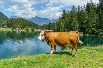 gros plan d'une vache couleur brun clair au soleil au bord d'un lac de  montagne de couleur bleue...