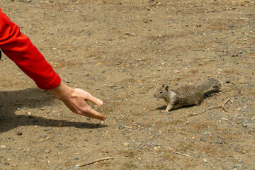 California, on the road to Carmel, close-up view of a squirrel taking food from the hand of a tourist