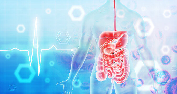 Human digestive system anatomy scientific Background. 3d illustration.