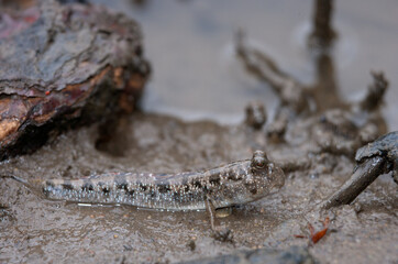 Mudskipper (Periophthalmus) resting at the edge of a pond in a mangrove swamp. KwaZulu Natal. South Africa.