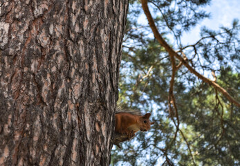Cute squirrel on a pine tree