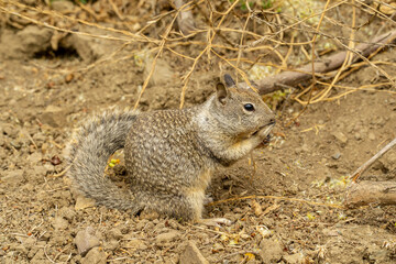 California, on the road to Carmel, close-up view of a squirrel