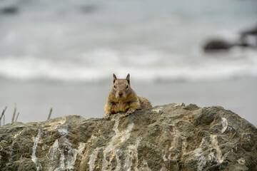 Fototapeta premium California, on the road to Carmel, close-up view of a squirrel
