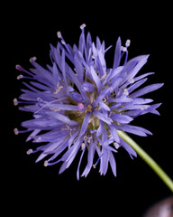 Macro lonely purple wildflower against a backdrop of green grass