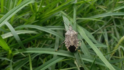 insect on grass