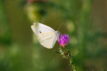 Pieris brassicae, cabbage butterfly, cabbage white, cabbage moth butterfly