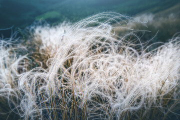 Unusual and beautiful grass plant, feather or needle grass in natural conditions. Usually grows in dry steppes and prairies.