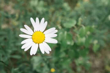 Chamomile plant blooms in a field of wild plants. Useful plants and folk medicine