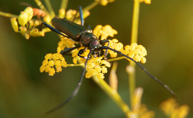 Macro shot of Musk beetle. Aromia moschata.