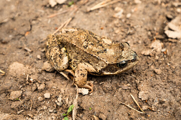 A toad with camouflage paint almost merges in color with a road in a swampy area