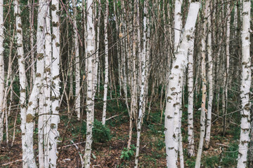 Impenetrable thicket with birch wood undergrowth. Concept of forest science, its storeys and ecology
