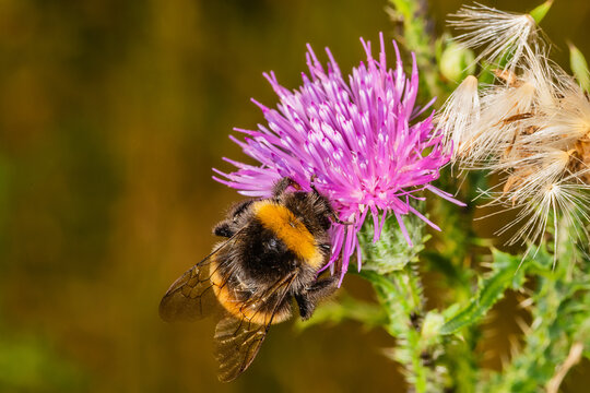 Bumble Bee (Bombus Distinguendus) On Pink Thistle Flower. Great Yellow Bumblebee On Flower