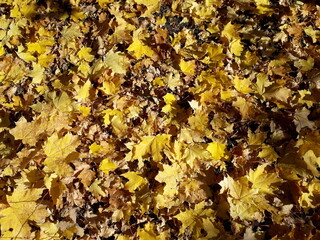 Background of fallen yellow dry autumn maple leaves lying on the ground. Acer platanoides.