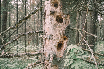 Holes from a woodpecker and a hollow tree in a dead spruce. Concept of parasites and pests, and...