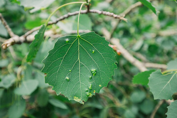 Alder tree leaf with neoplasms caused by diseases and parasites. Sick forest and its protection by forestry