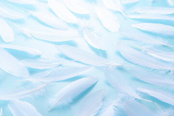 Fototapeta premium たくさんの羽根