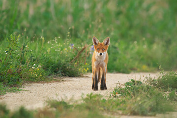 Young Red Fox - Vulpes Vulpes