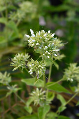 Perennial phlox