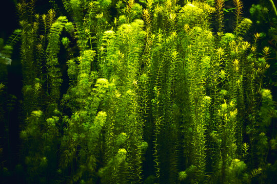 green aquatic plants with black background