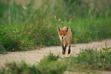 Young Red Fox - Vulpes Vulpes