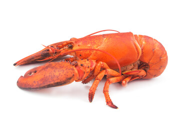 Cooked lobster isolated on white background