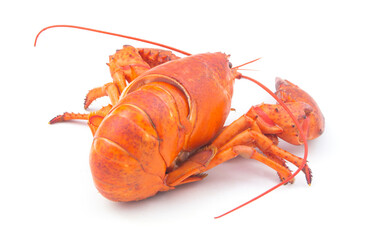 Cooked lobster isolated on white background