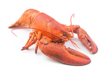 Cooked lobster isolated on white background