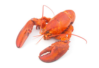 Cooked lobster isolated on white background