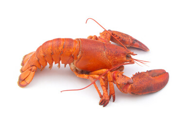 Cooked lobster isolated on white background