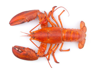 Cooked lobster isolated on white background