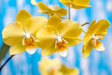 Fototapeta na wymiar A branch of yellow orchids on a blue wooden background