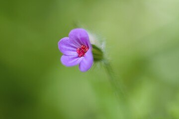 A Fairytale Close-up Shot Of The Wildflower In The Magical Czech Summer Forest
