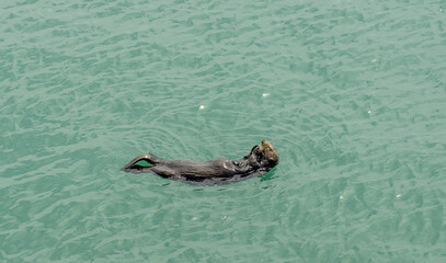 Fototapeta premium California on the way to Carmel, sea otters, mum with puppy who teaches how to break mussels