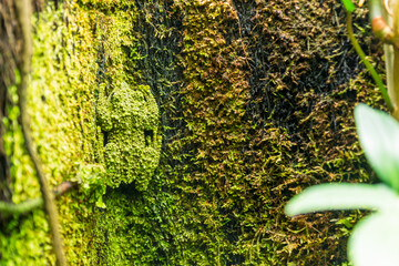 Vietnamese mossy frog, Theloderma corticale reptile portrait.