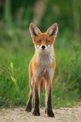 Young Red Fox - Vulpes Vulpes