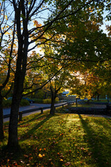 Fototapeta premium autumn foliage