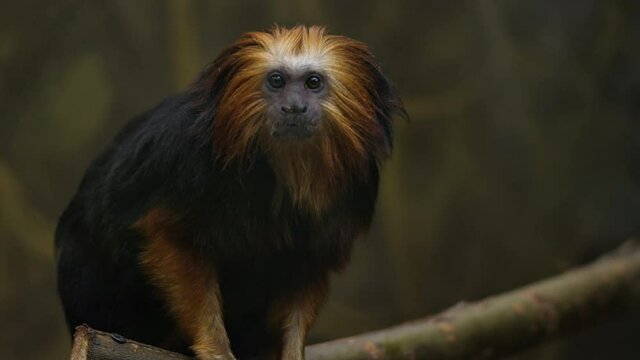 Cute Golden-headed lion tamarin is sitting on a tree branch and looking interesting