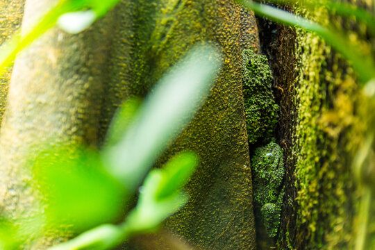 Vietnamese mossy frog, Theloderma corticale reptile portrait.