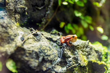 phantasmal poison frog, prostherapis tricolor amphibian photography.