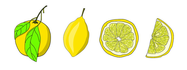Set of lemons. Whole fruit and slices of lemon. Vector hand drawn elements for design. 