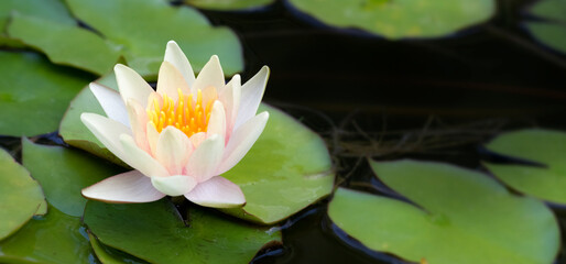 Seerosenteich © C. Schüßler